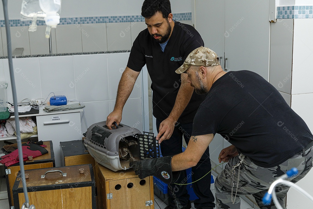 Ave machucada sendo cuidado por veterinários