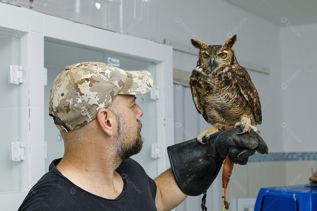 Ave machucada sendo cuidado por veterinários