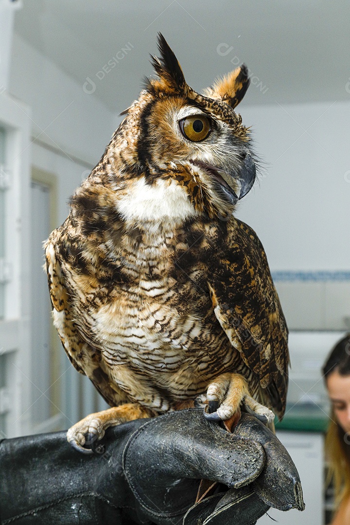 Ave machucada sendo cuidado por veterinários