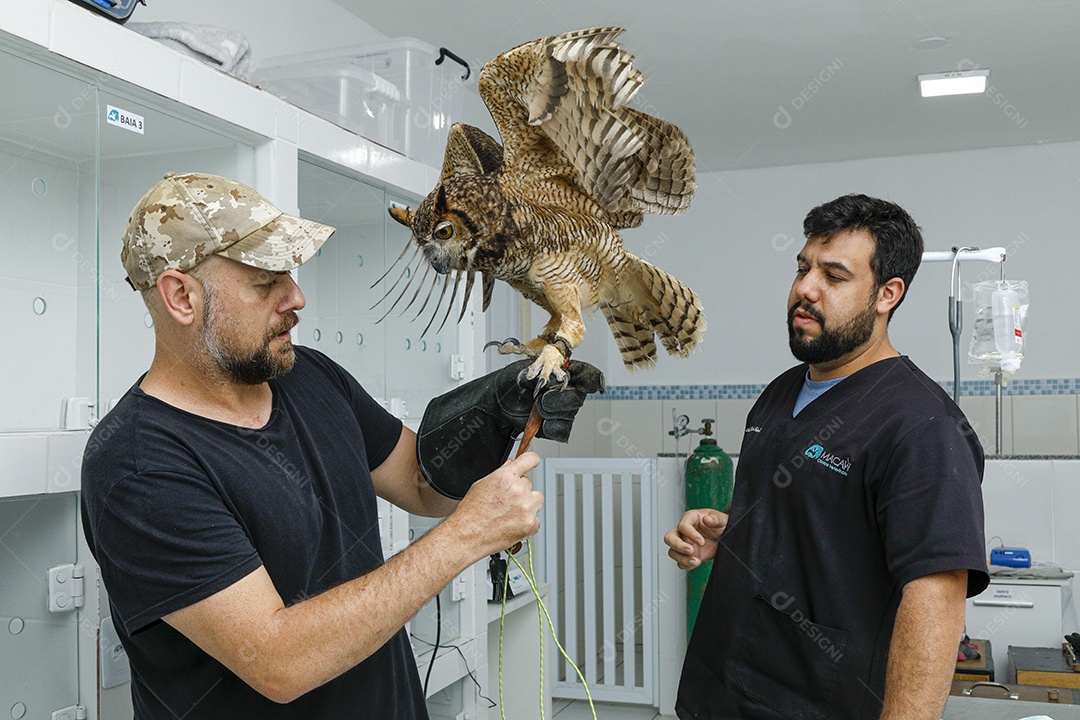 Ave machucada sendo cuidado por veterinários