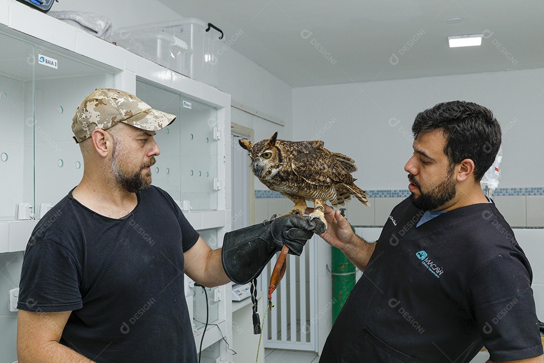 Ave machucada sendo cuidado por veterinários