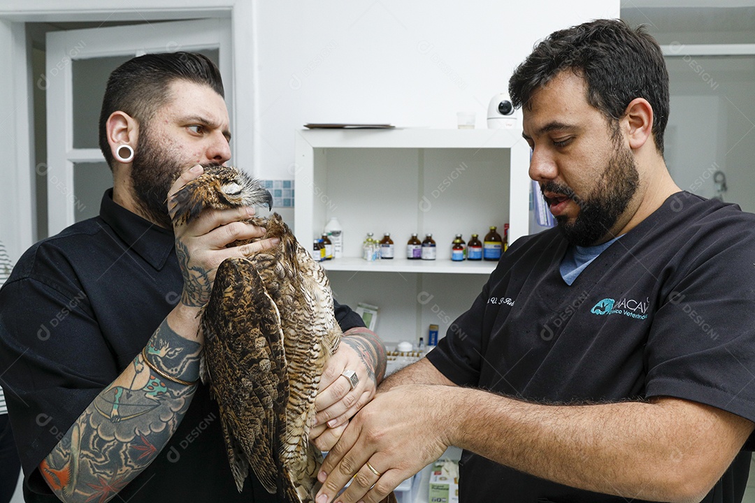 Ave machucada sendo cuidado por veterinários