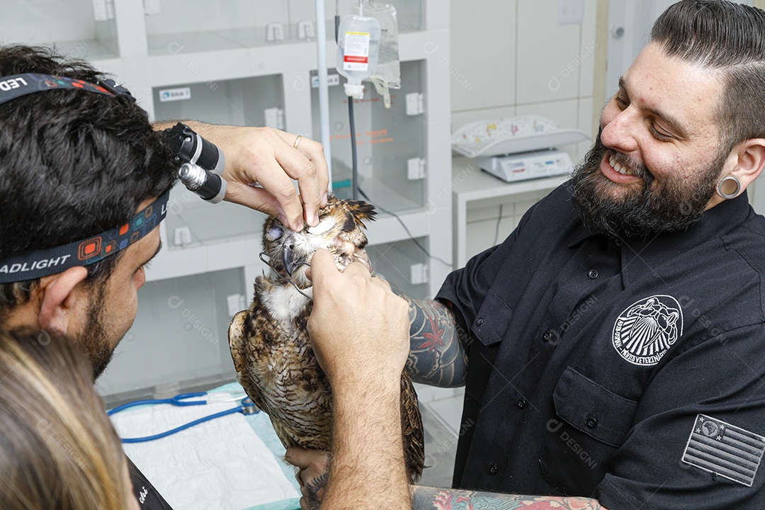 Ave machucada sendo cuidado por veterinários