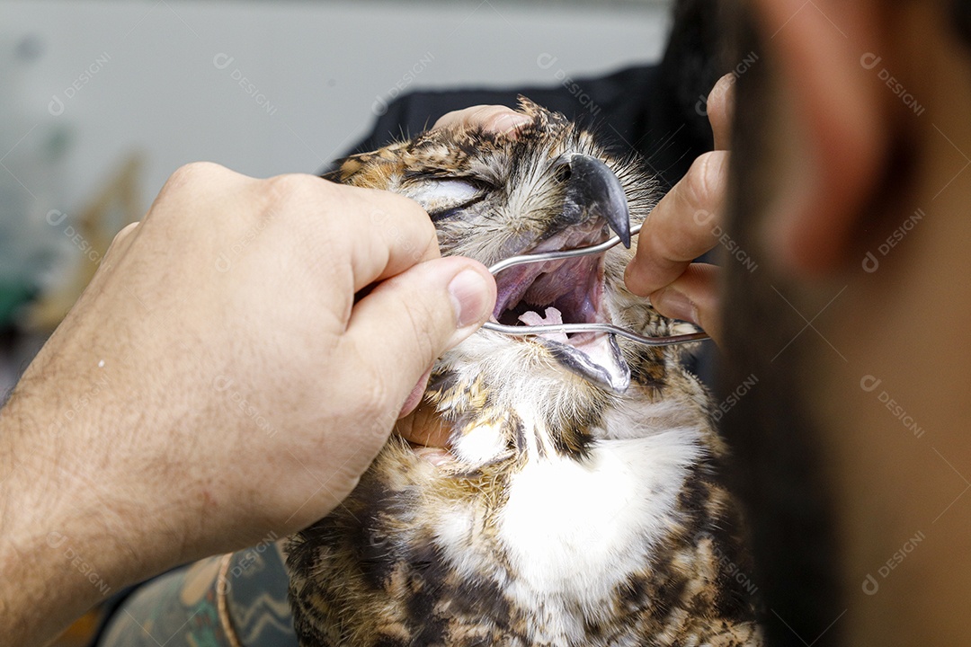 Ave machucada sendo cuidado por veterinários