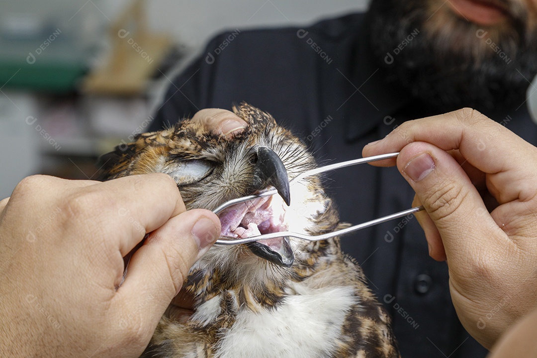 Injured bird being cared for by veterinarians