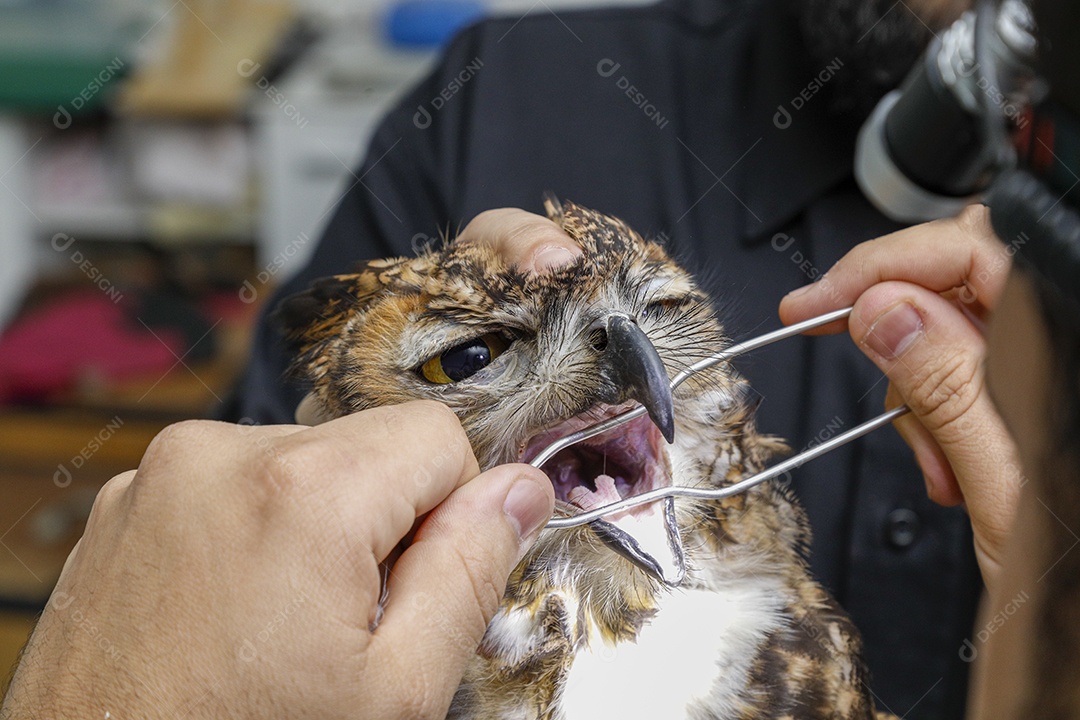 Ave machucada sendo cuidado por veterinários