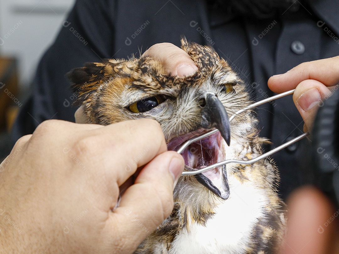 Ave machucada sendo cuidado por veterinários