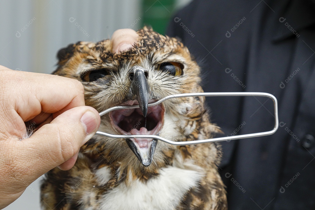 Ave machucada sendo cuidado por veterinários