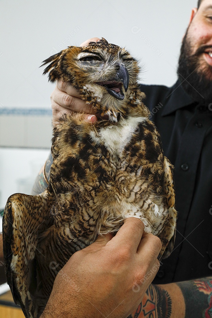 Ave machucada sendo cuidado por veterinários