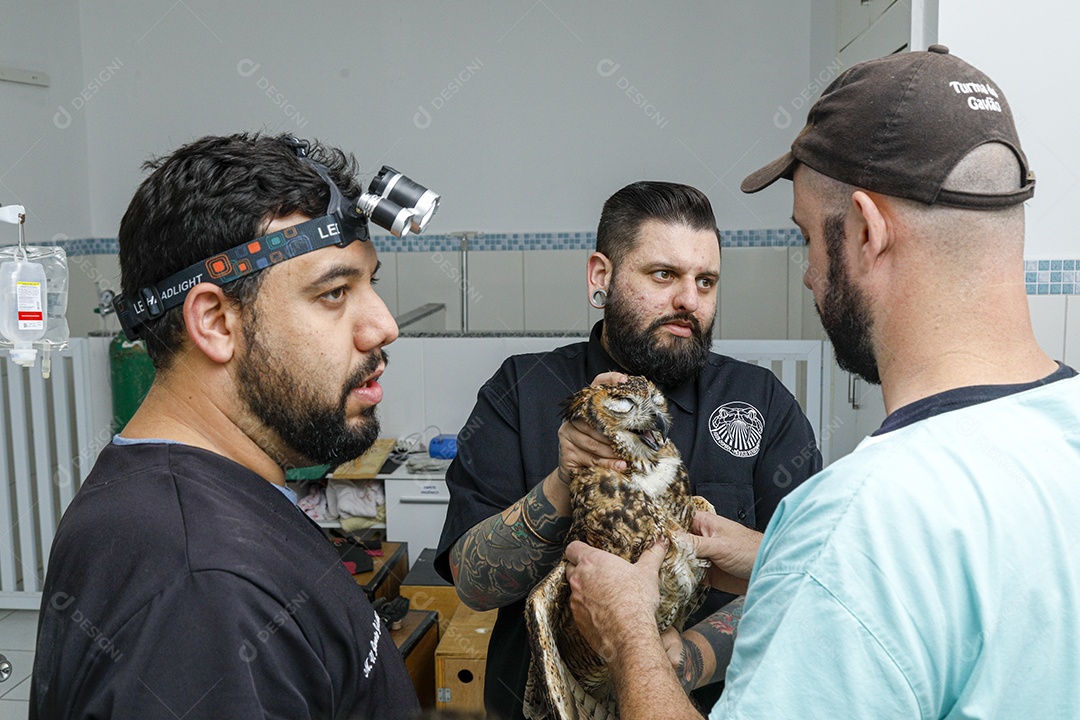 Ave machucada sendo cuidado por veterinários