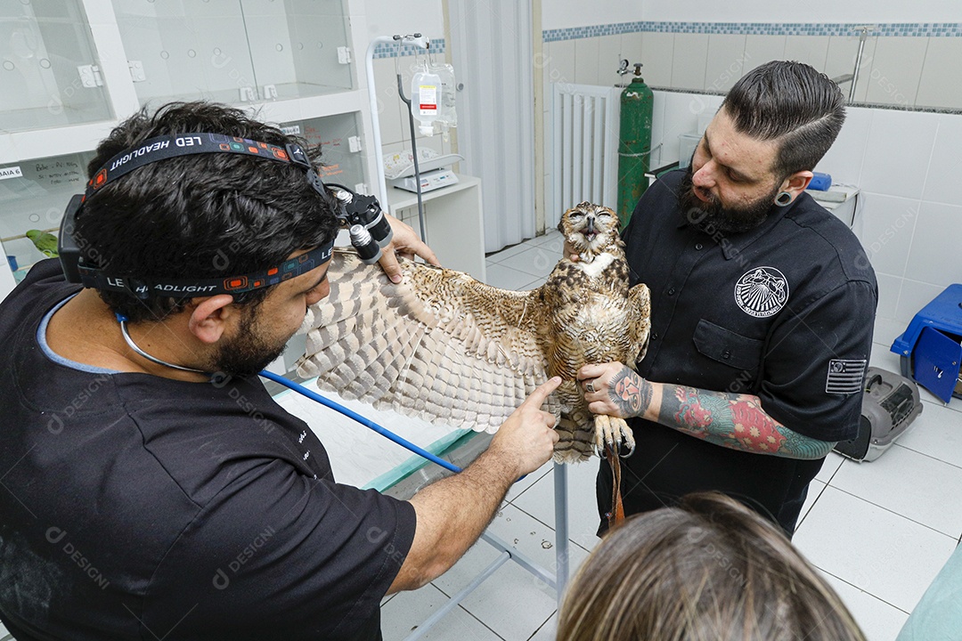Ave machucada sendo cuidado por veterinários