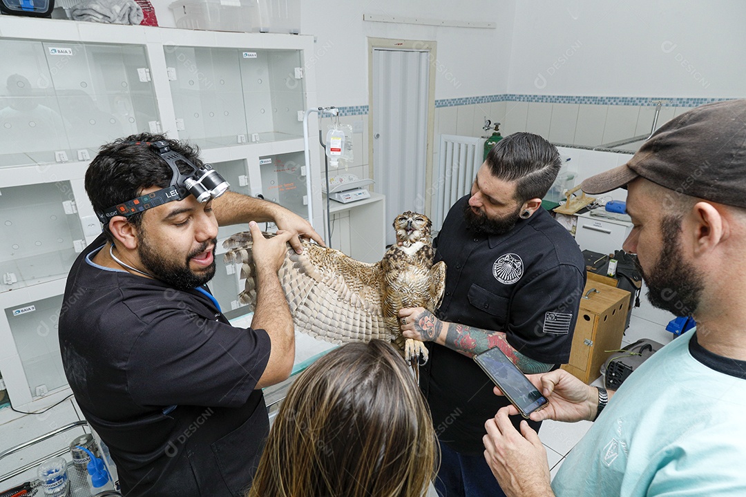 Ave machucada sendo cuidado por veterinários