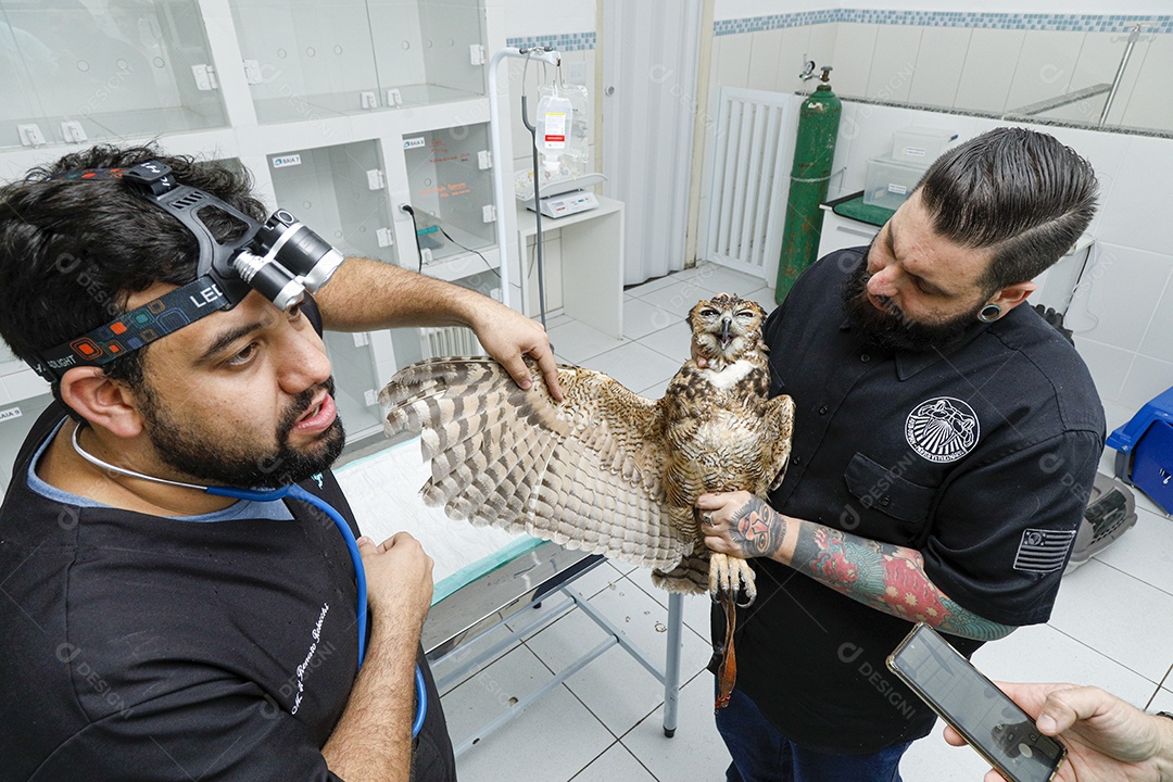 Ave machucada sendo cuidado por veterinários