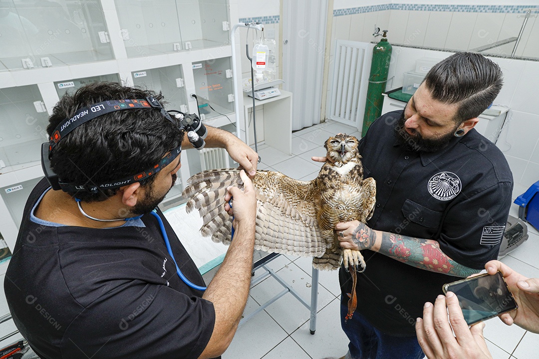 Ave machucada sendo cuidado por veterinários