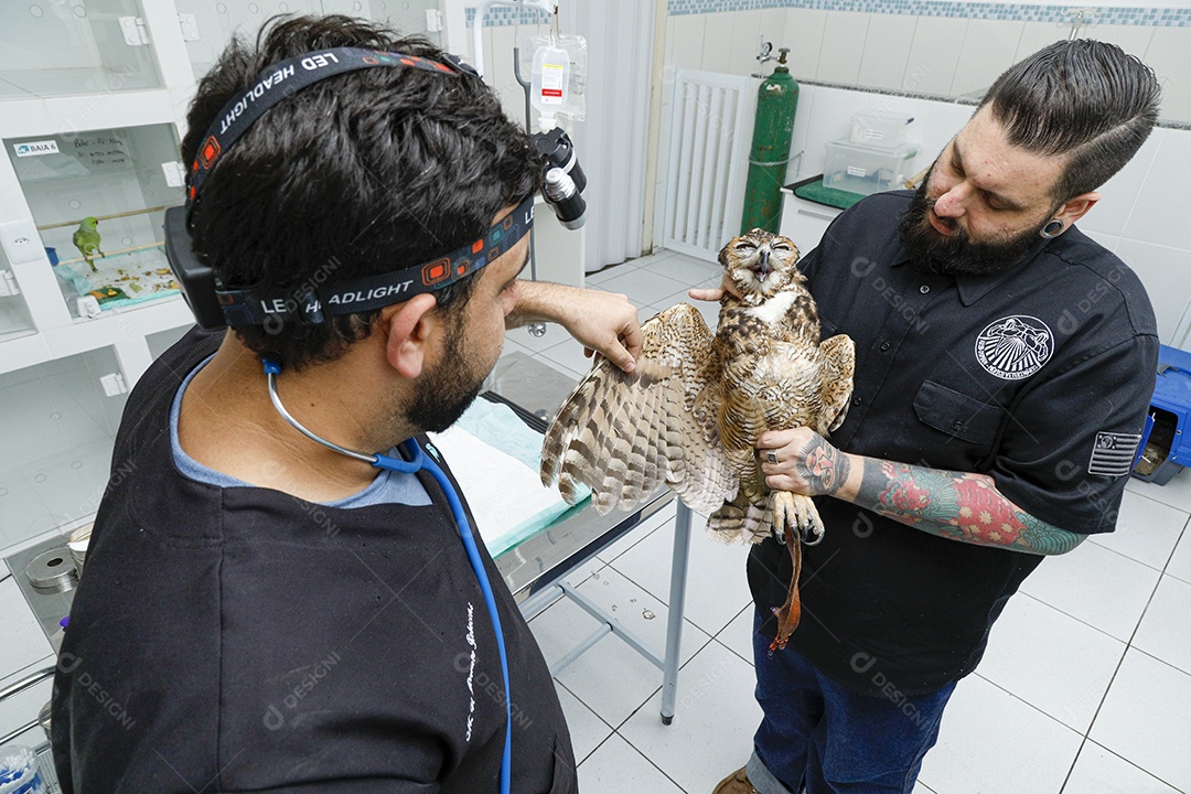 Ave machucada sendo cuidado por veterinários