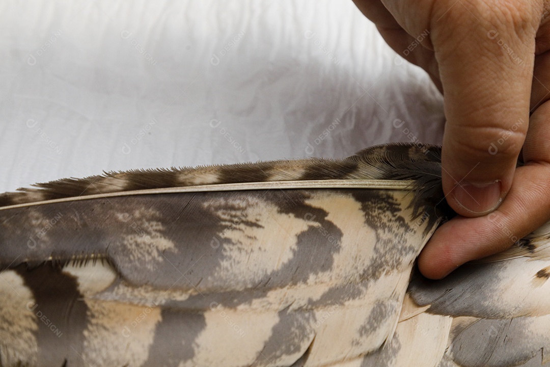 Ave machucada sendo cuidado por veterinários