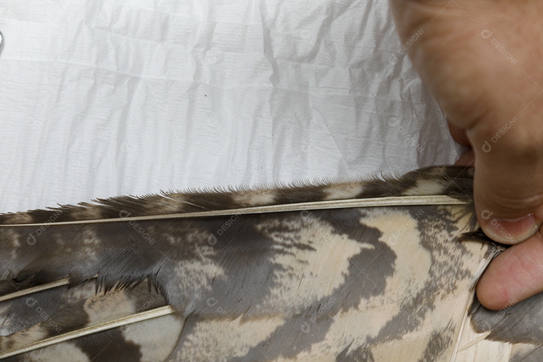 Ave machucada sendo cuidado por veterinários