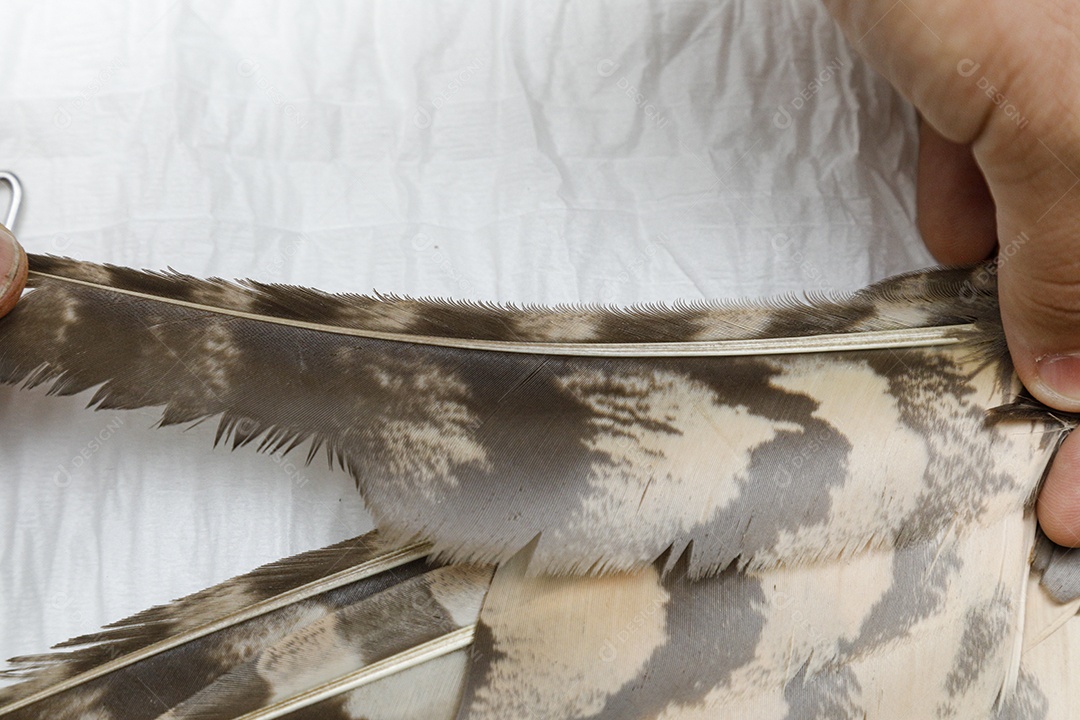 Ave machucada sendo cuidado por veterinários