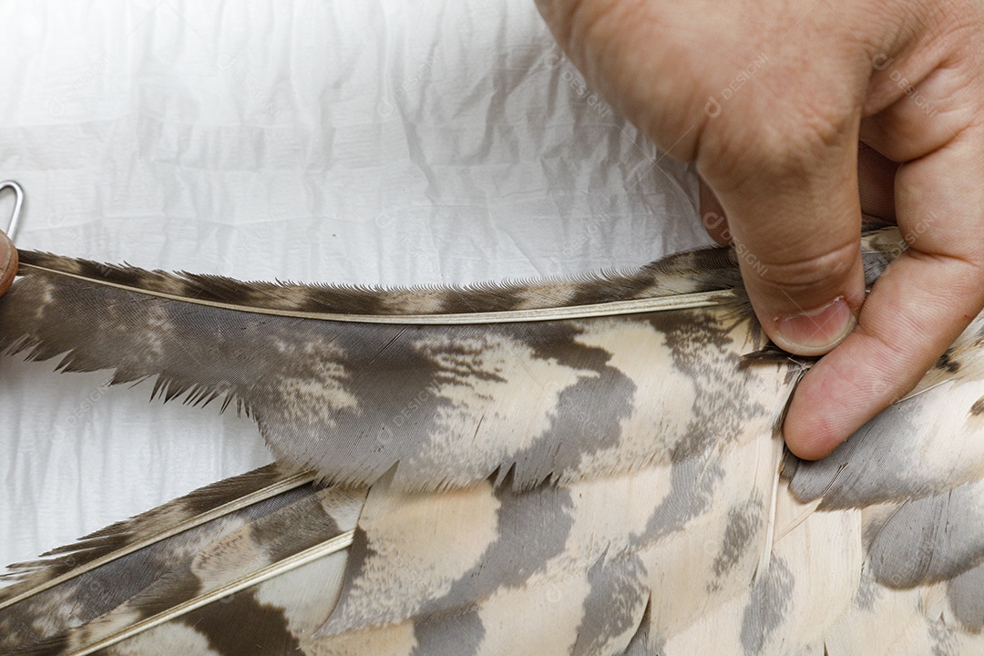 Ave machucada sendo cuidado por veterinários