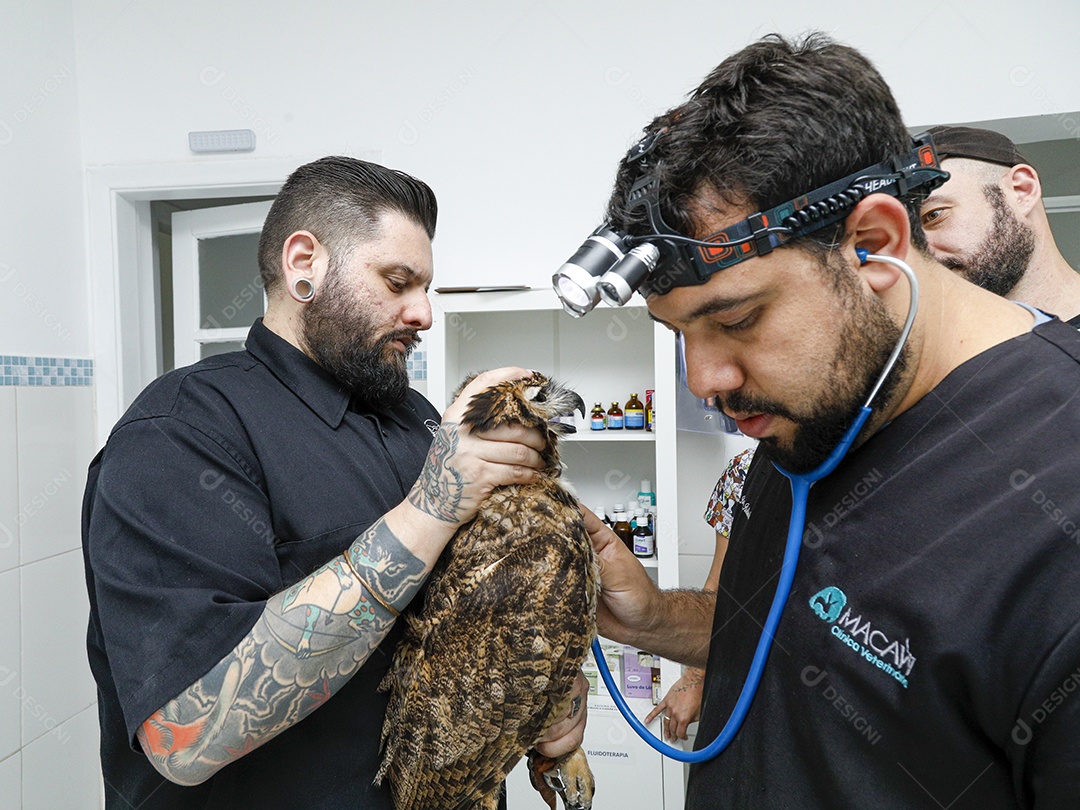 Ave machucada sendo cuidado por veterinários