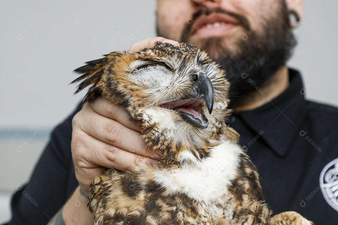 Ave machucada sendo cuidado por veterinários