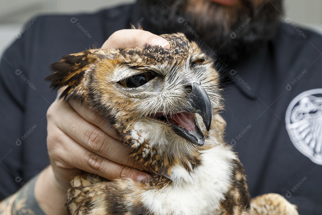 Ave machucada sendo cuidado por veterinários