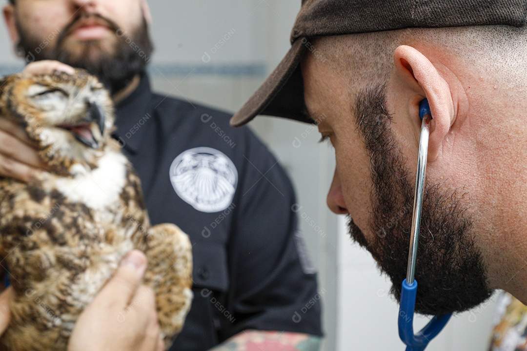 Ave machucada sendo cuidado por veterinário