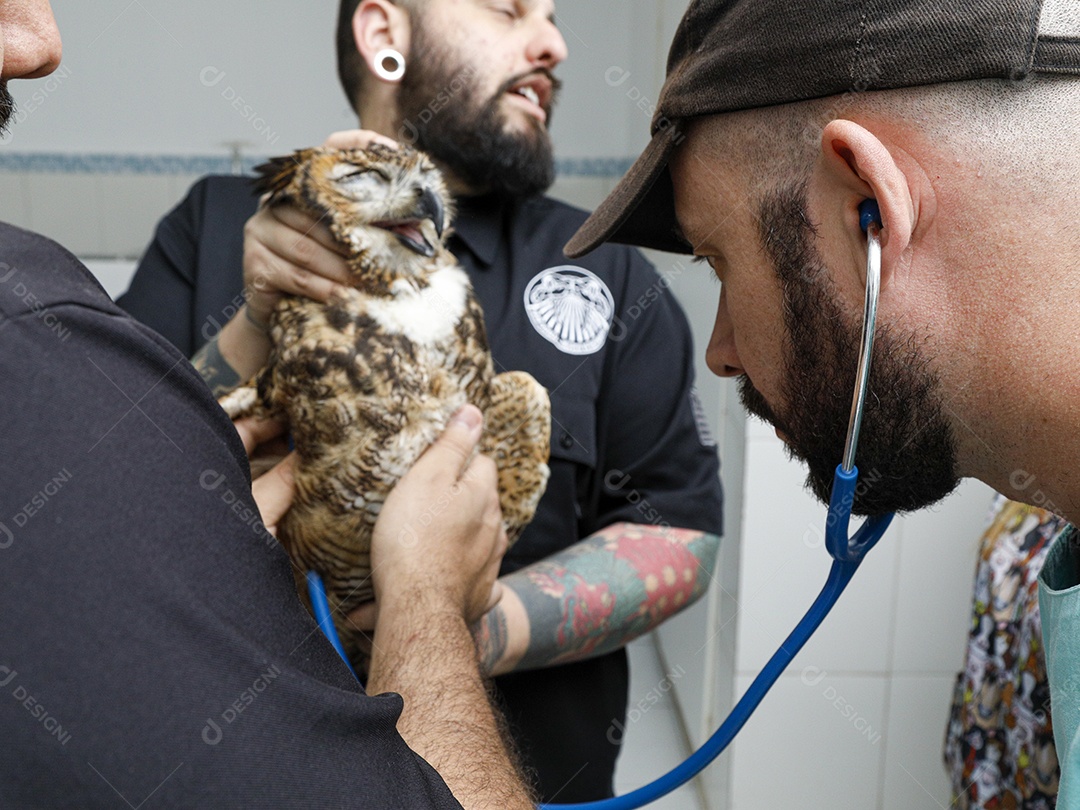 Ave machucada sendo cuidado por veterinário