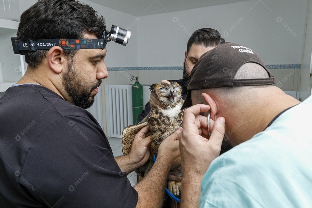 Ave machucada sendo cuidado por veterinário