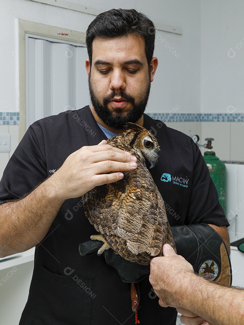 Ave machucada sendo cuidado por veterinário