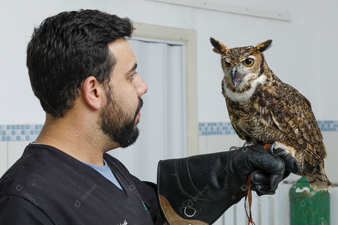 Ave machucada sendo cuidado por veterinário