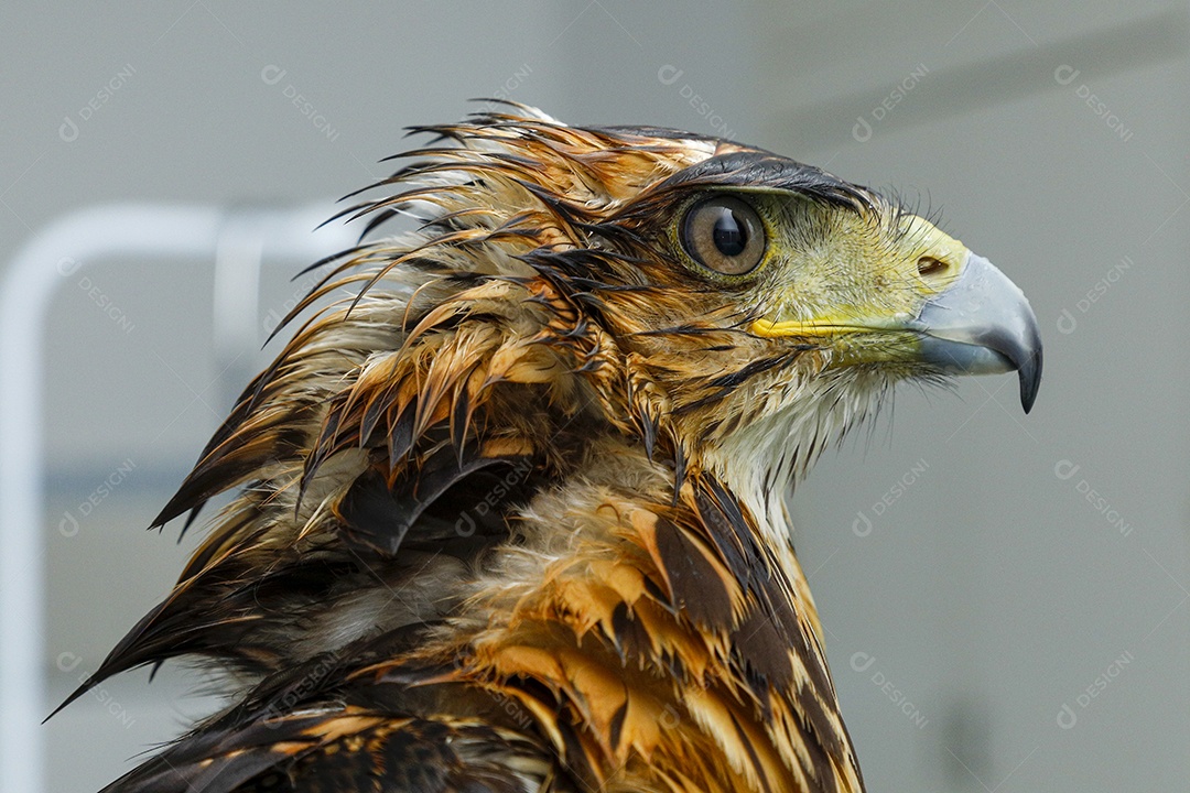 Ave machucada sendo cuidado por veterinário