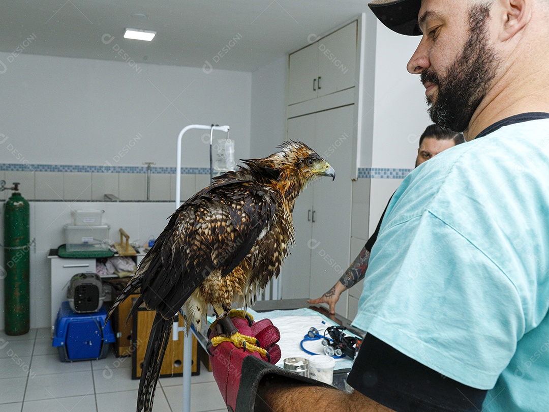 Ave machucada sendo cuidado por veterinário