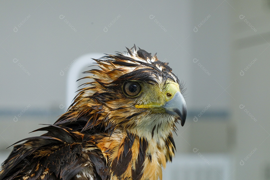 Ave machucada sendo cuidado por veterinário