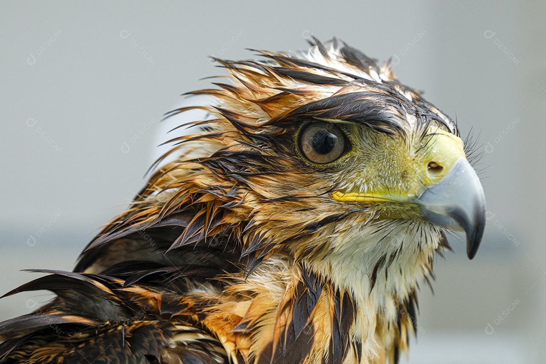 Ave machucada sendo cuidado por veterinário