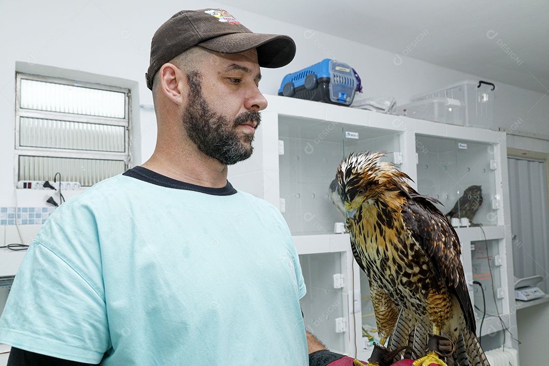 Ave machucada sendo cuidado por veterinários