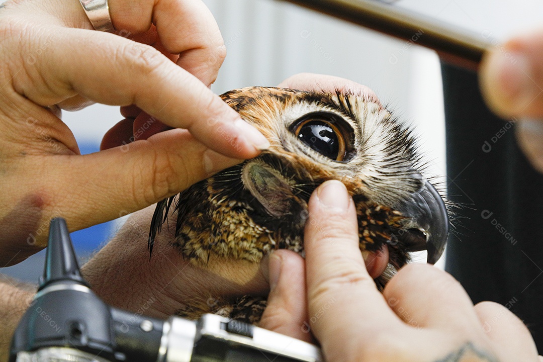 Ave machucada sendo cuidado por veterinário