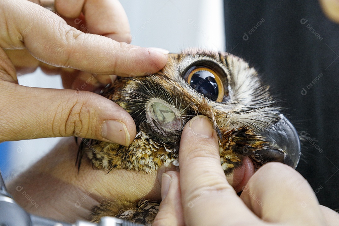 Ave machucada sendo cuidado por veterinário