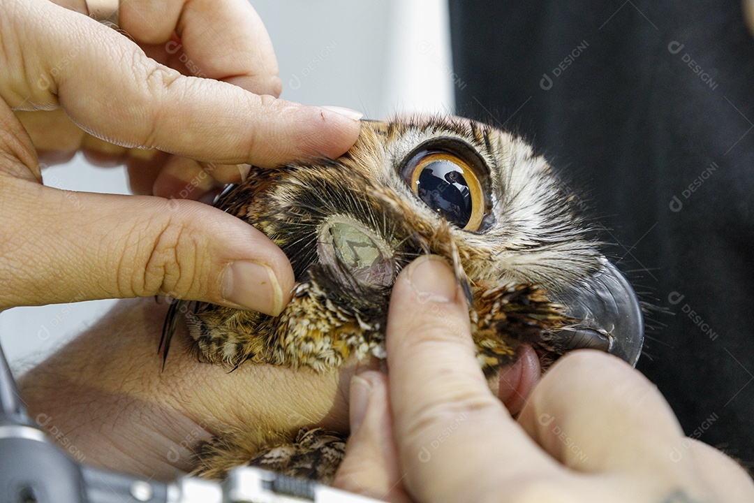 Ave machucada sendo cuidado por veterinário
