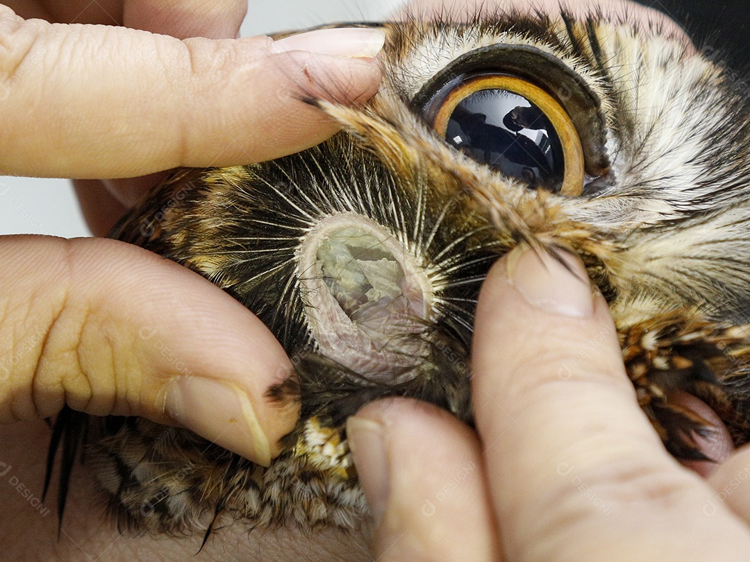 Ave machucada sendo cuidado por veterinário