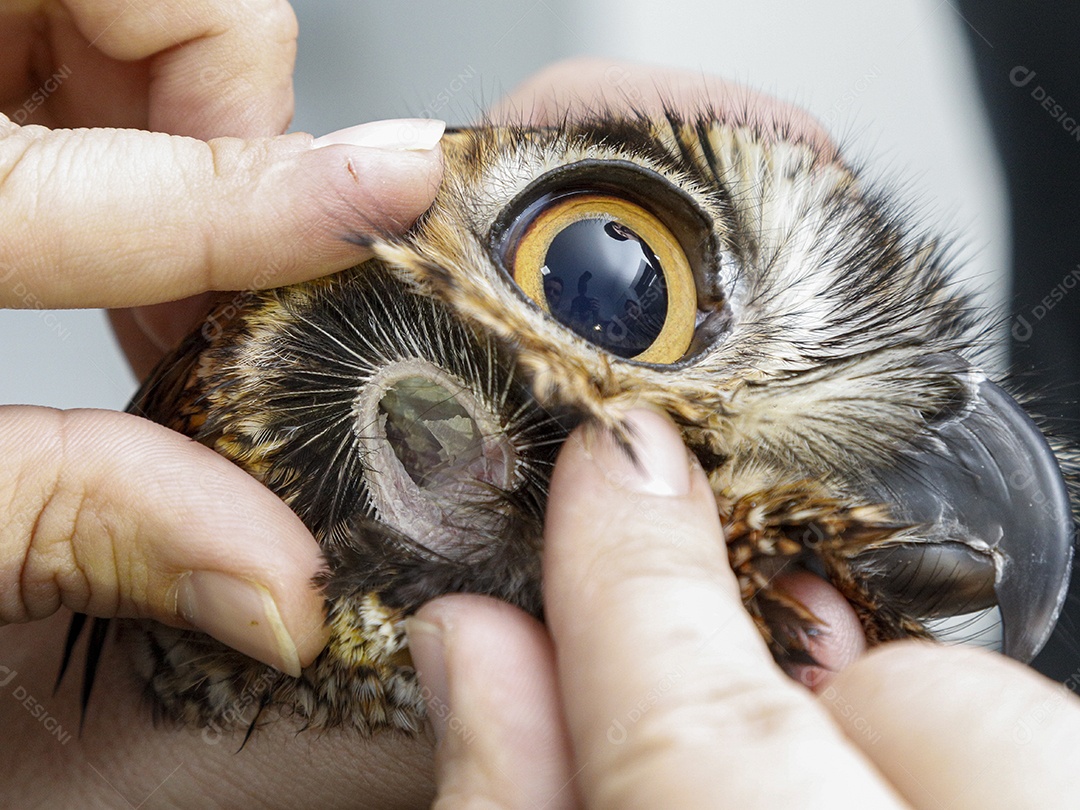 Ave machucada sendo cuidado por veterinário