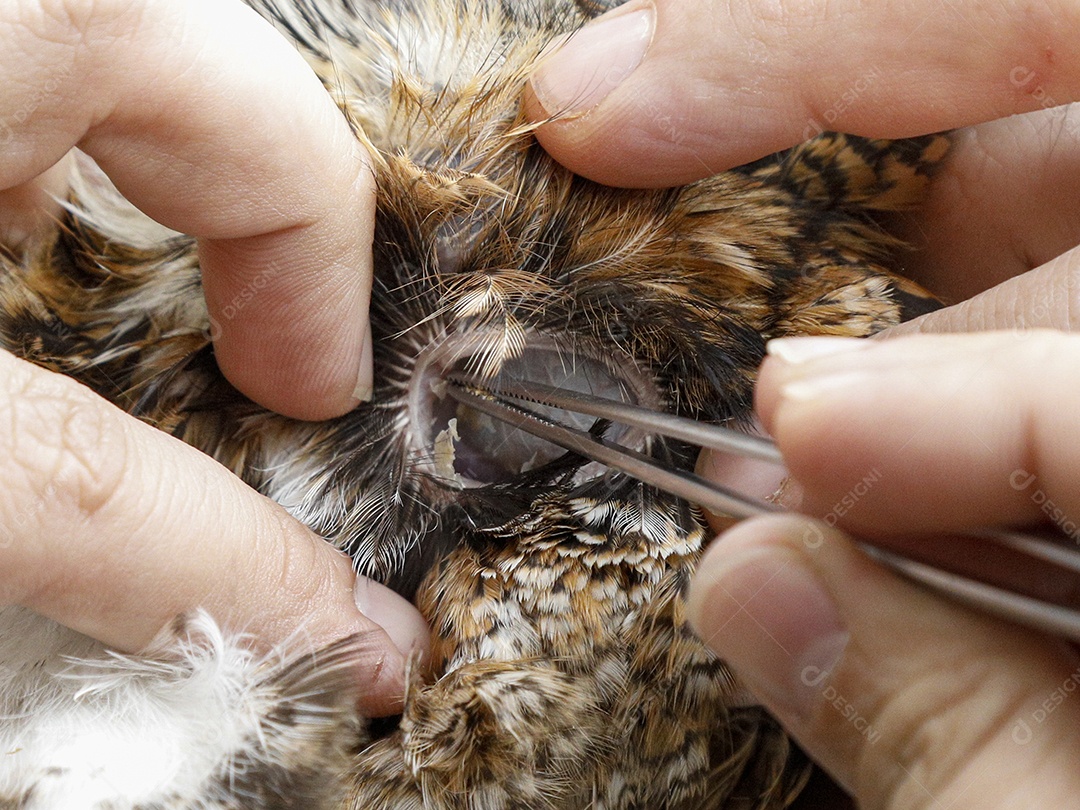 Ave machucada sendo cuidado por veterinário