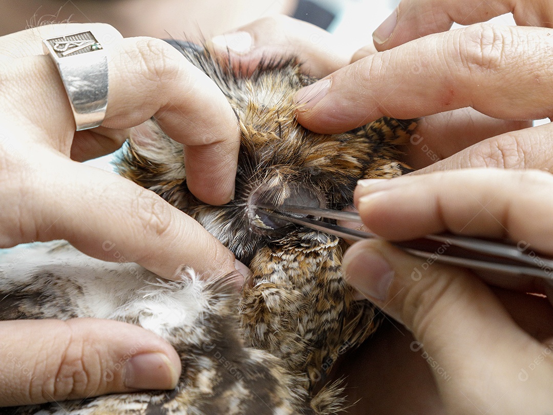 Ave machucada sendo cuidado por veterinário