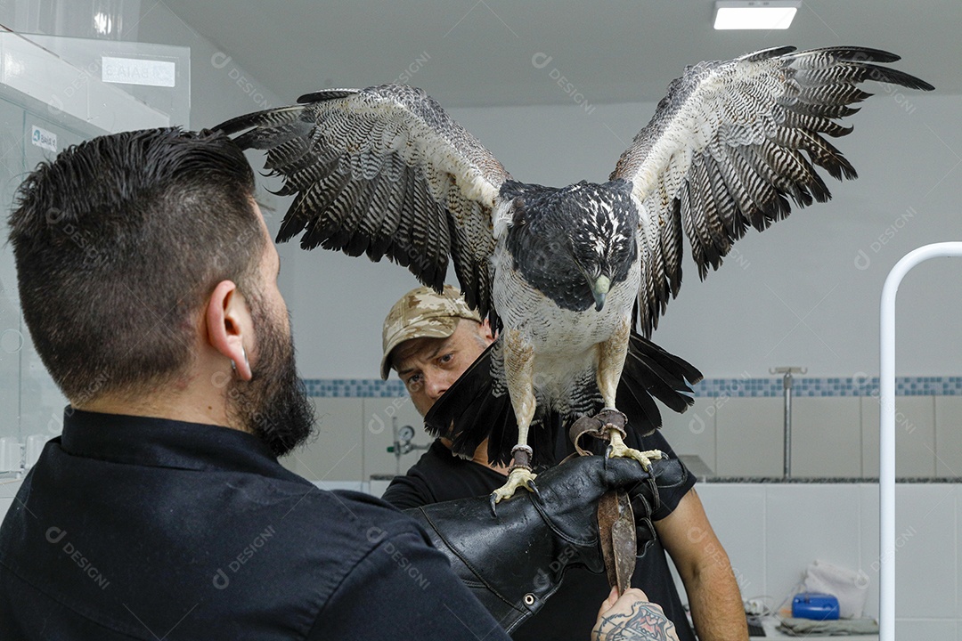 Ave machucada sendo cuidado por veterinário