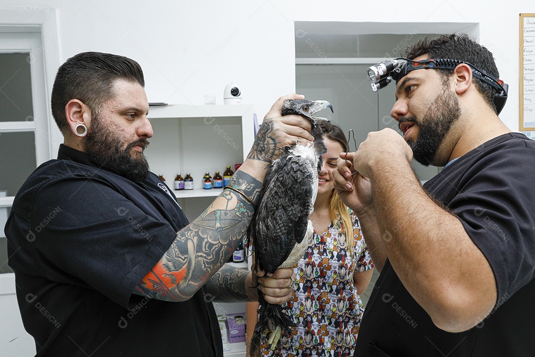 Ave machucada sendo cuidado por veterinário