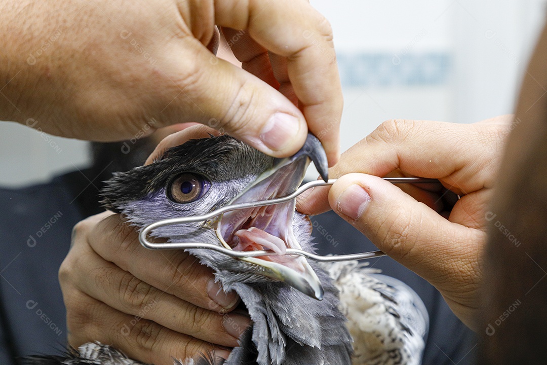 Pessoas veterinárias cuidando de pássaro ave machucada