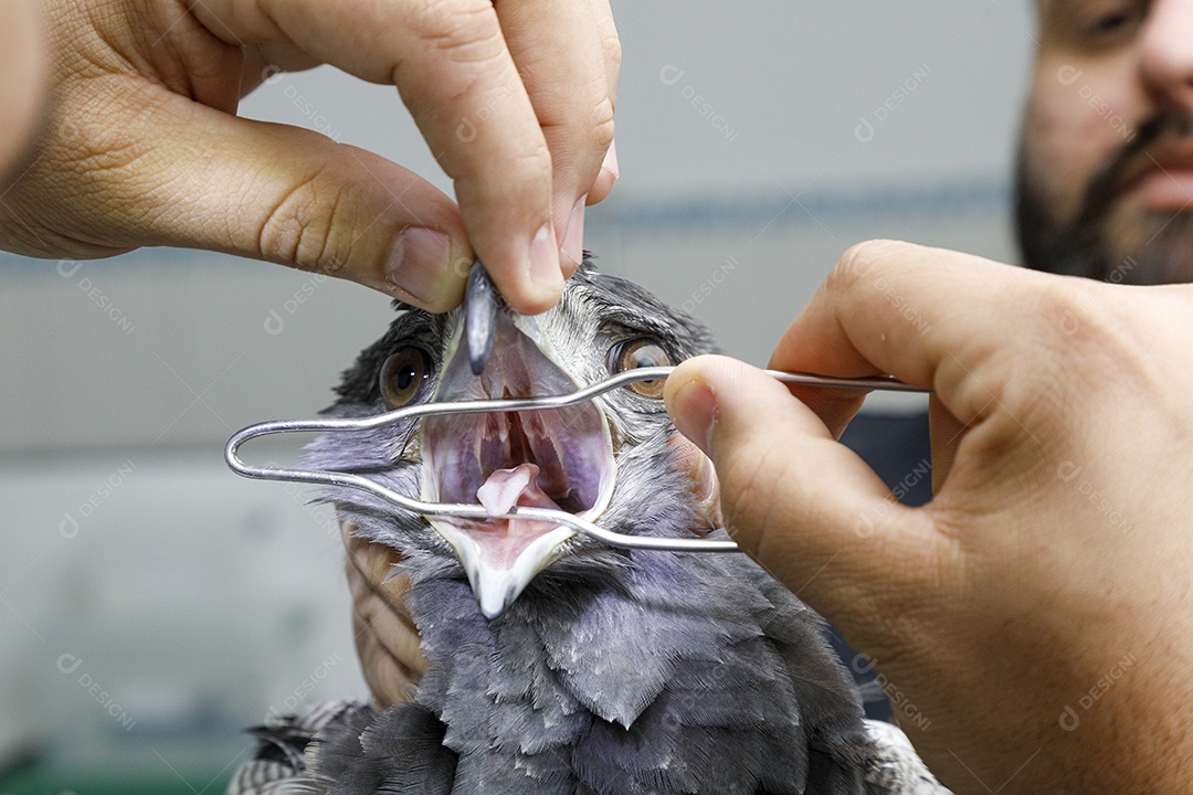 Pessoas veterinárias cuidando de ave