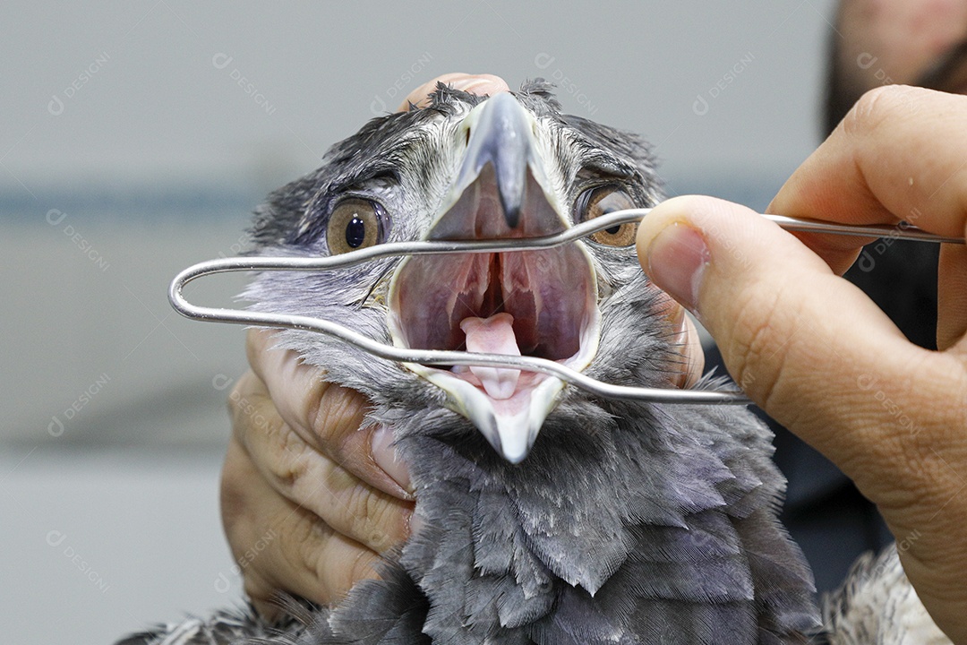 Pessoas veterinárias cuidando de ave