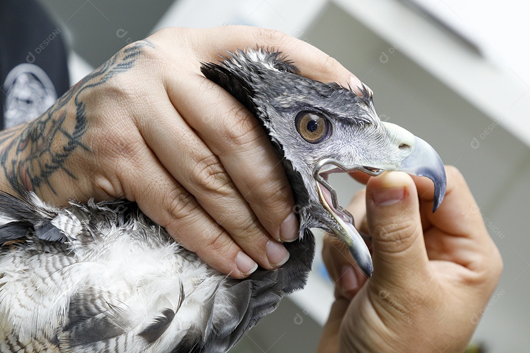 Pessoas veterinárias cuidando de ave