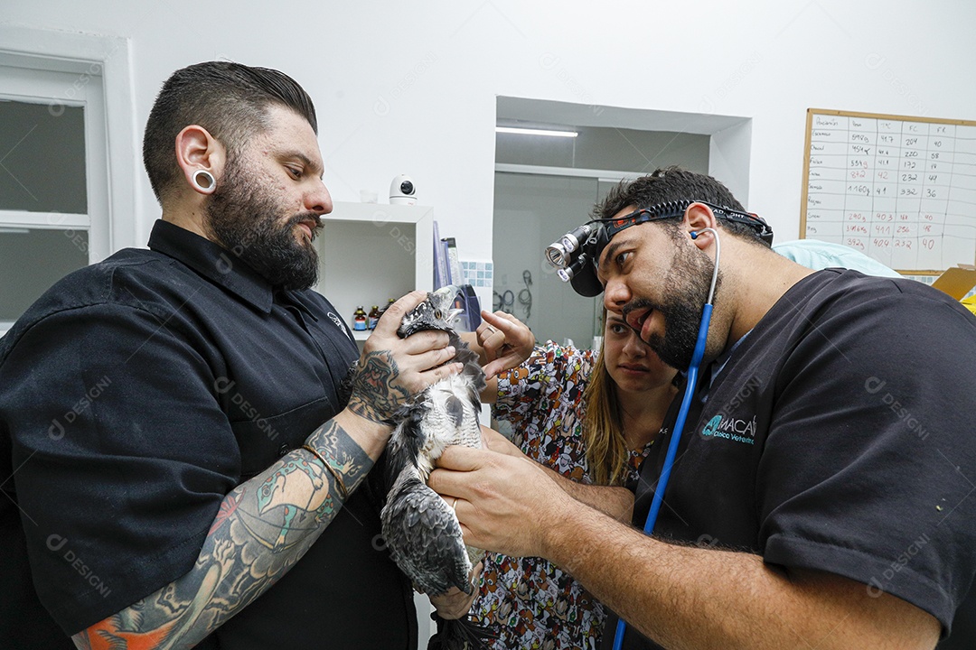 Pessoas veterinárias cuidando de ave